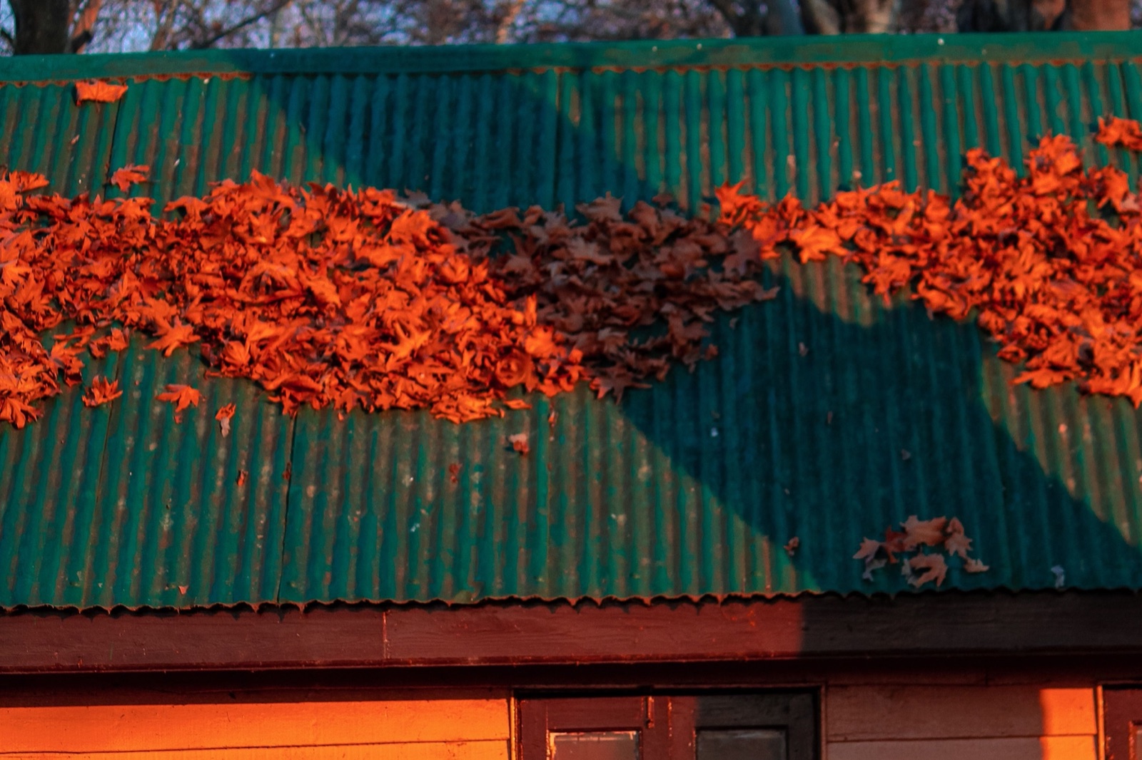 Fallen orange autumn leaves lying on the green corrugated metal roof of a wooden building in low evening sun