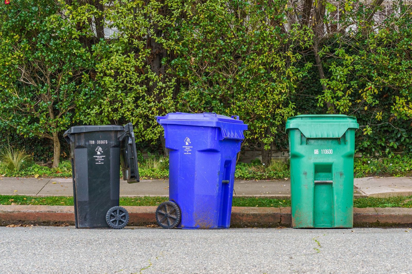 A black, a blue and a green wheeled trash bin standing at a street curb in front of a hedge